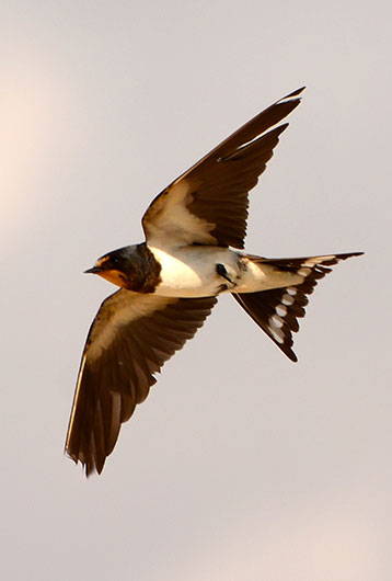 swallow flying in sky