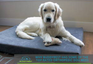 Why Buddyrest Has Some of the Top Rated Orthopedic Dog Beds