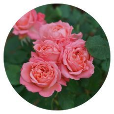 Up close photo of 4 Reminiscent® Coral Rose blooms surrounded by green foliage