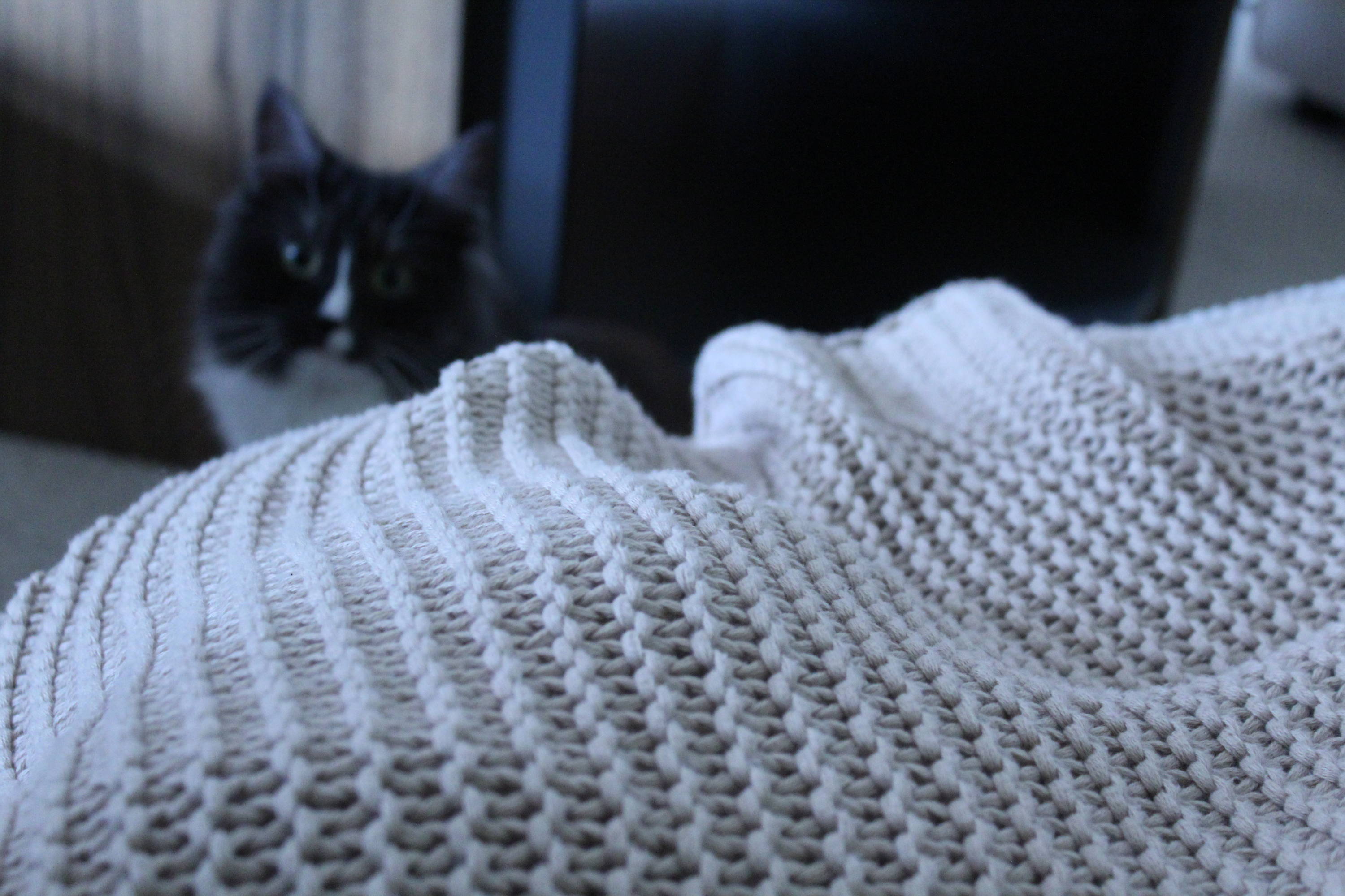 Die Decke Luso mit Katze Yoshi