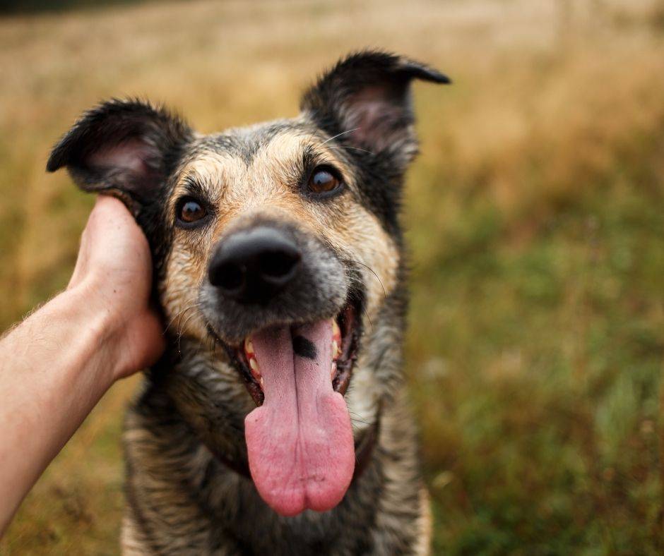 message from dog to dog mom
