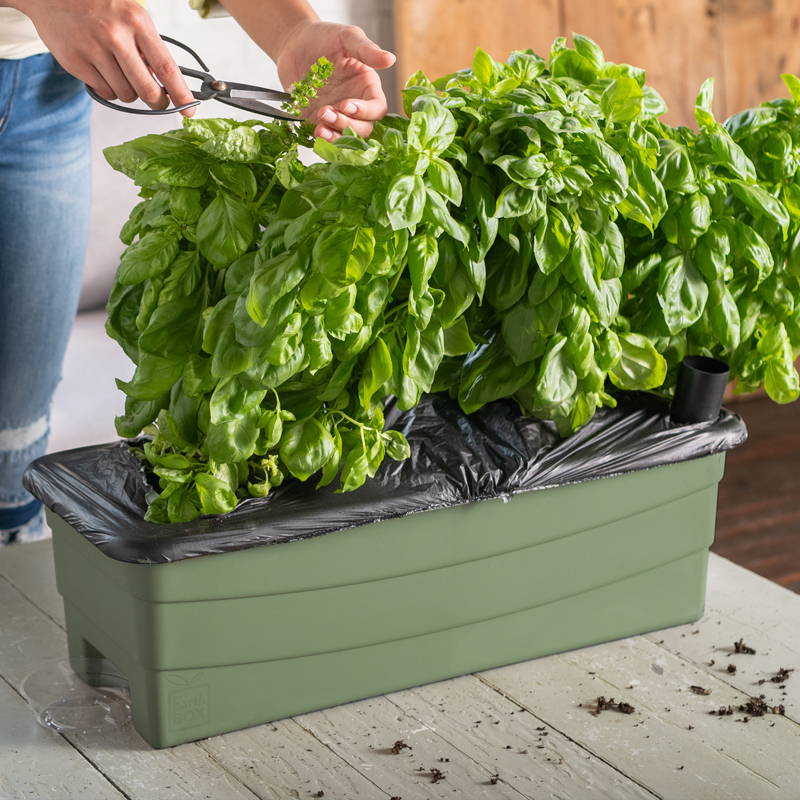 Herbs growing in a sage green EarthBox Junior Gardening Box