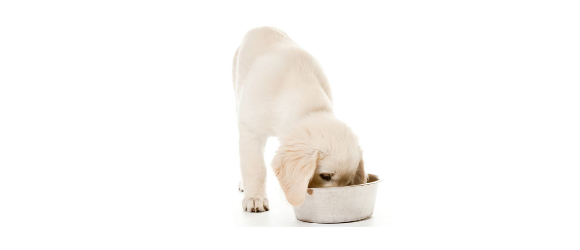 A small white puppy eating from a food bowl