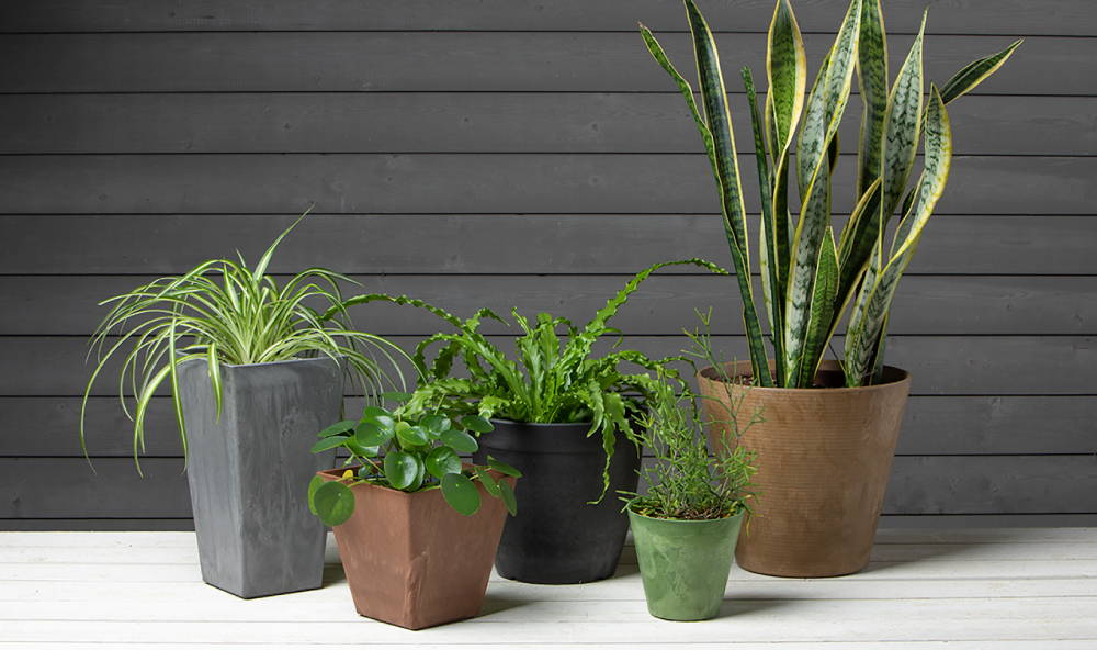 Plants growing in different colors and shapes of Artstone resin planters