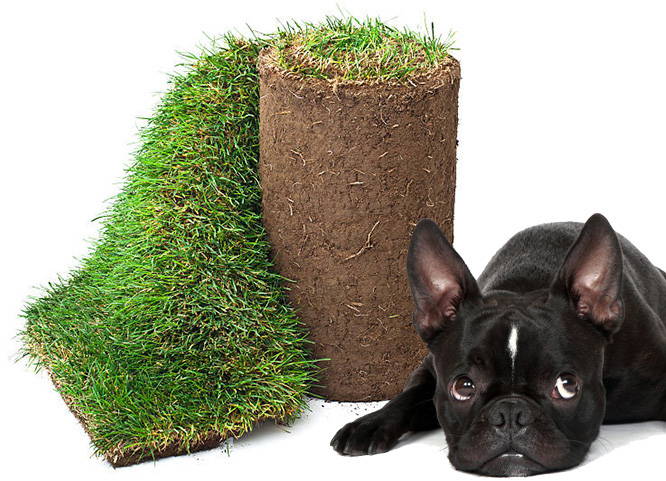 The 1 Ing Grass Litter Box For, Patio Grass For Dogs