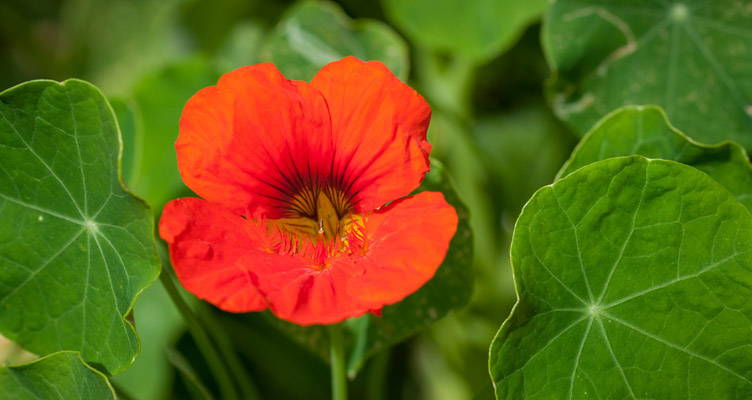 Oost-Indische kers