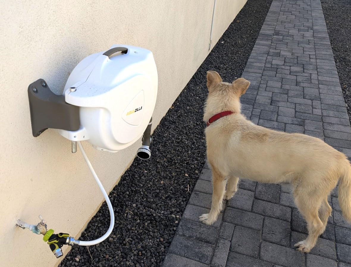 A dog standing near a wall-mounted hose reel.