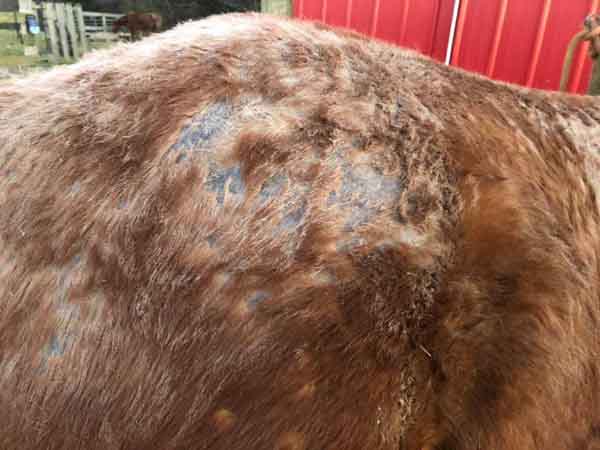 Preventing Rain Rot On Horse