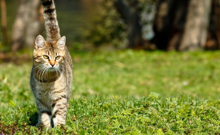 A 2026 Guide to Cat Joint Supplements