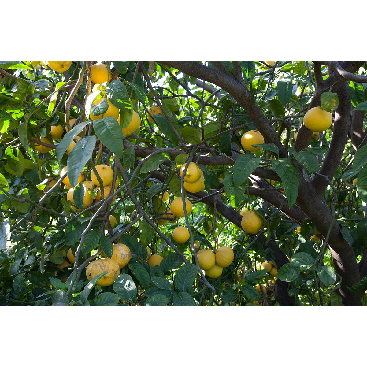 bergamot fruit