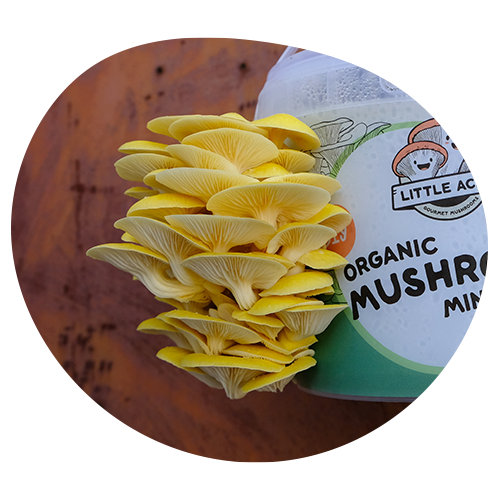 Gold Oyster Bucket Ready To Harvest