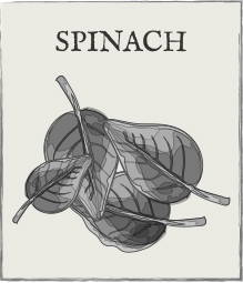 Jump down to Spinach growing guide