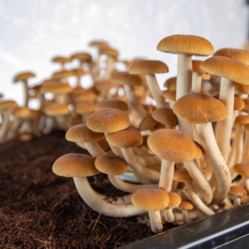 mushrooms growing in a monotub