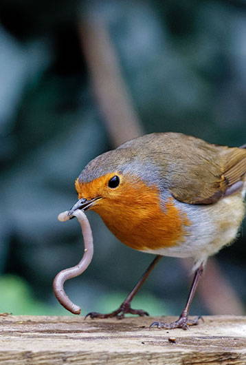 robin eating worm