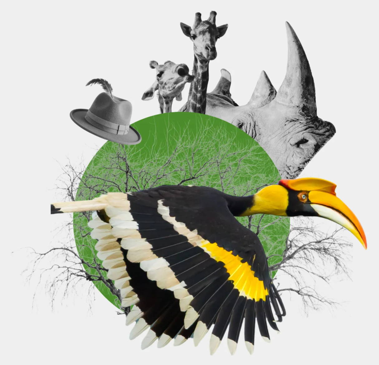 Collage of giraffe, rhinoceros, rhinoceros hornbill