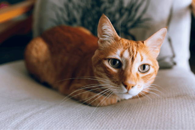Chronic Inflammation in Cats
