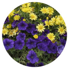 Royal velvet planted in a garden