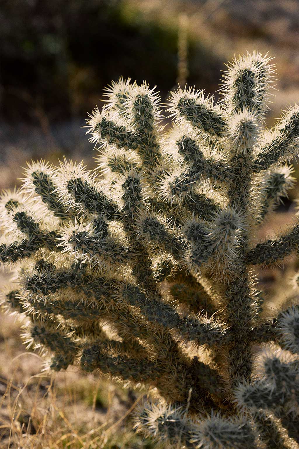 Joshua Tree Texture