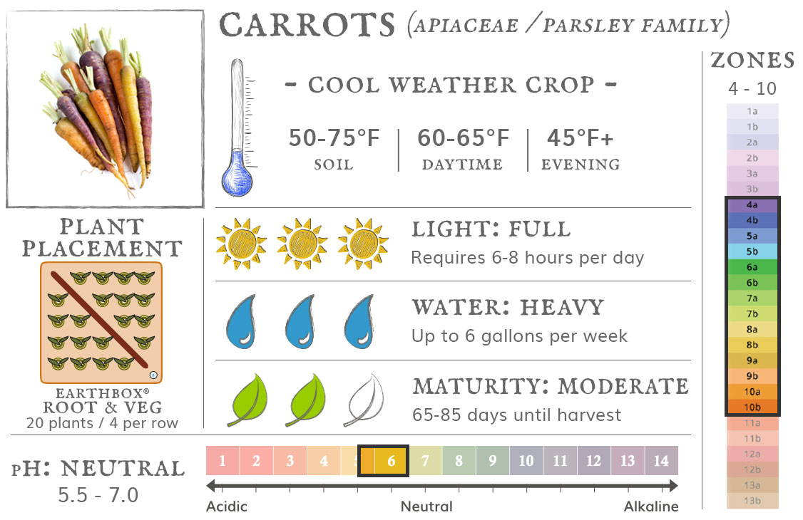 Carrots are a cool weather crop best grown in zones 4 to 10. They require 6-8 hours sun per day, up to 6 gallons of water per week, and take 65-85 days until harvest. Place 20 plants, 4 per row, in an EarthBox Root & Veg