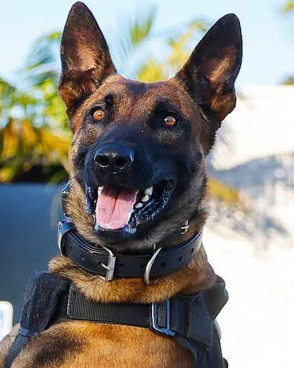 A happy dog with a harness, outdoors in a sunny environment.