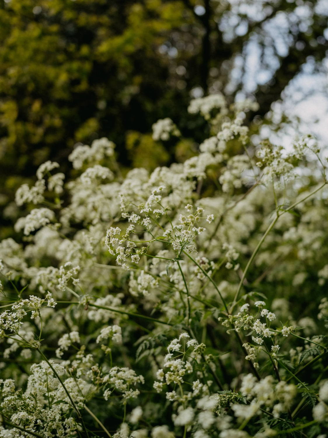 Closeup of white wild flowers