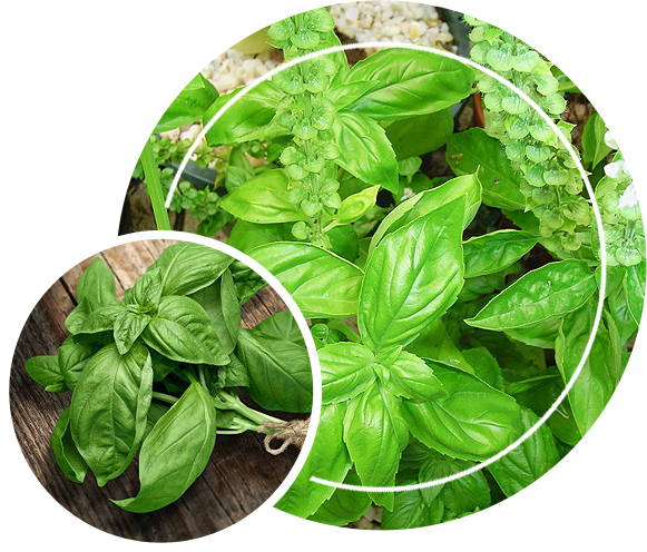 Basil herbs