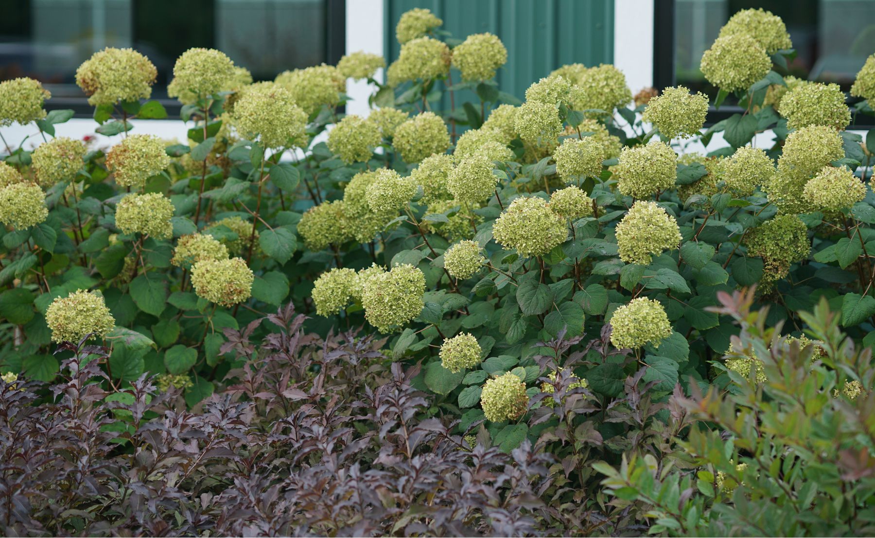 Scene of Invincibelle® Spirit II Smooth Hydrangea planted in an outdoor garden