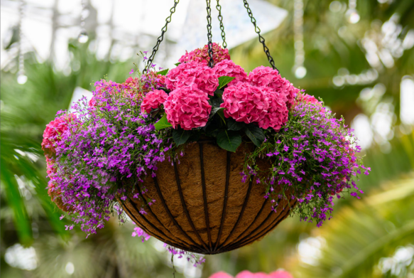 Hanging basket with pink and purple flowers against a blurred green background.
