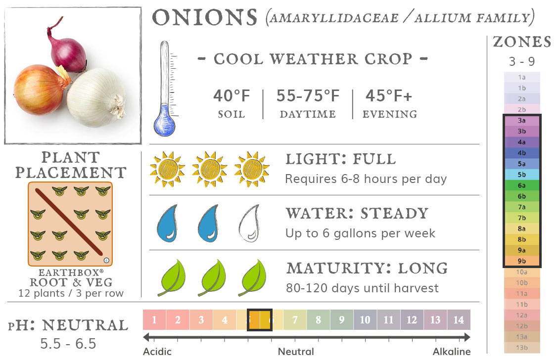 Onions are a cool weather crop best grown in zones 3 to 9. They require 6-8 hours sun per day, up to 6 gallons of water per week, and take 80-120 days until harvest. Place 12 plants, 3 per row, in an EarthBox Root & Veg