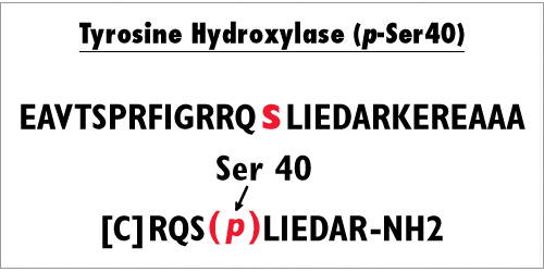 Phospho serine 40