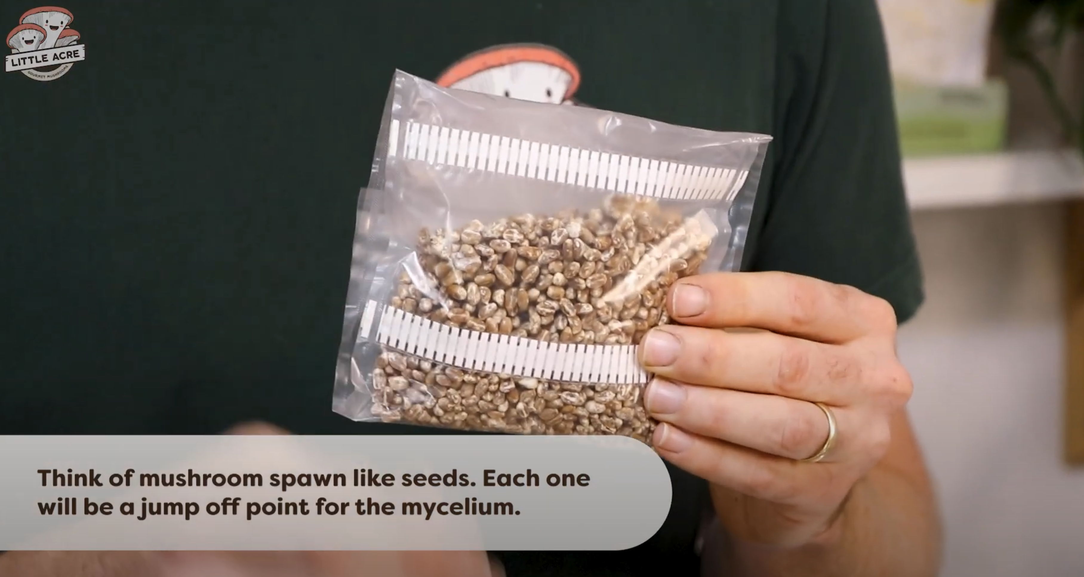 Mushroom Grain Spawn packet