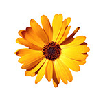 Calendula for Pain Relief