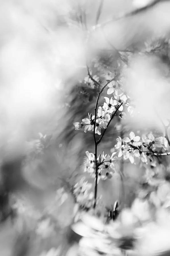 black and white flower photography