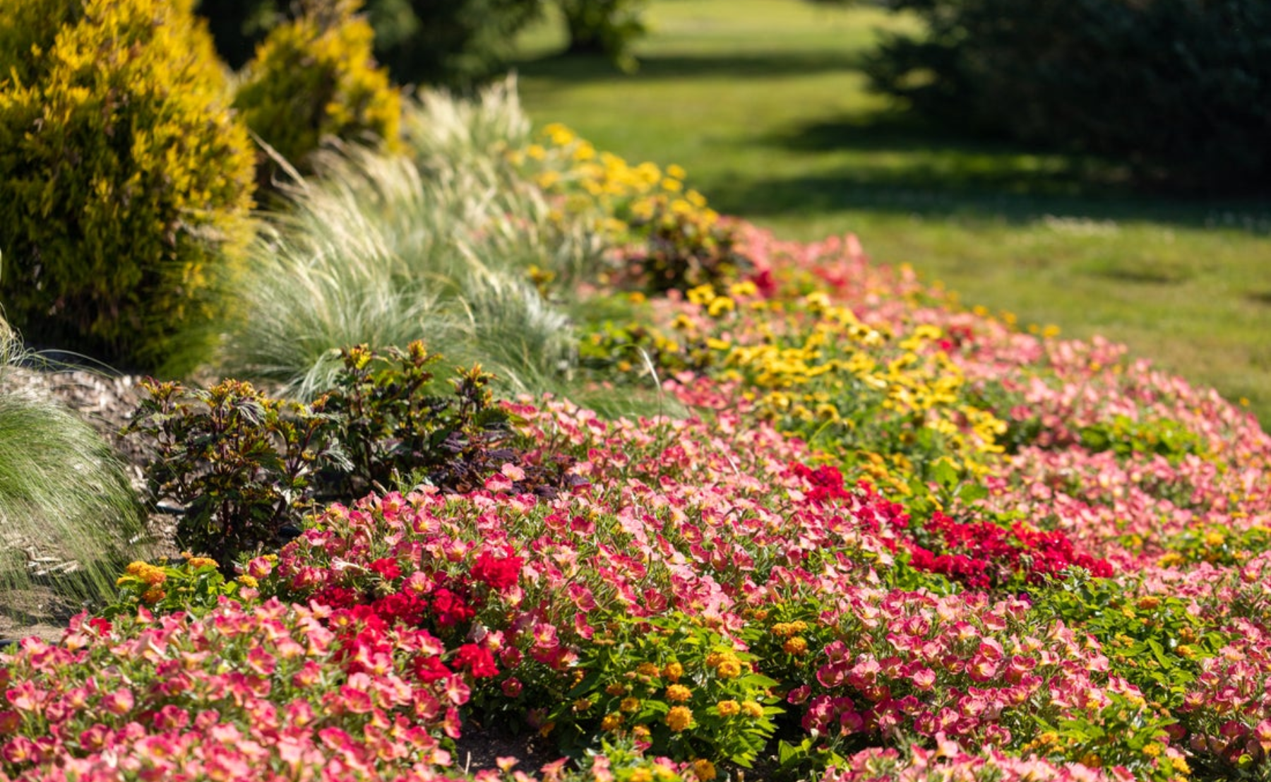 Up close photo of a garden planted with many pink annuals