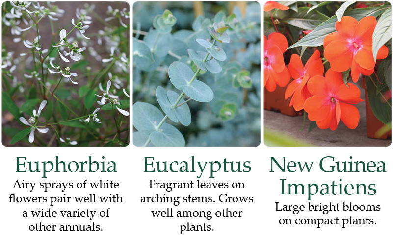Euphorbia - Airy sprays of white flowers pair well with a wide variety of other annuals. | Eucalyptus - Fragrant leaves on arching stems. Grows well among other plants. | New Guinea Impatiens - Large bright blooms on compact plants.