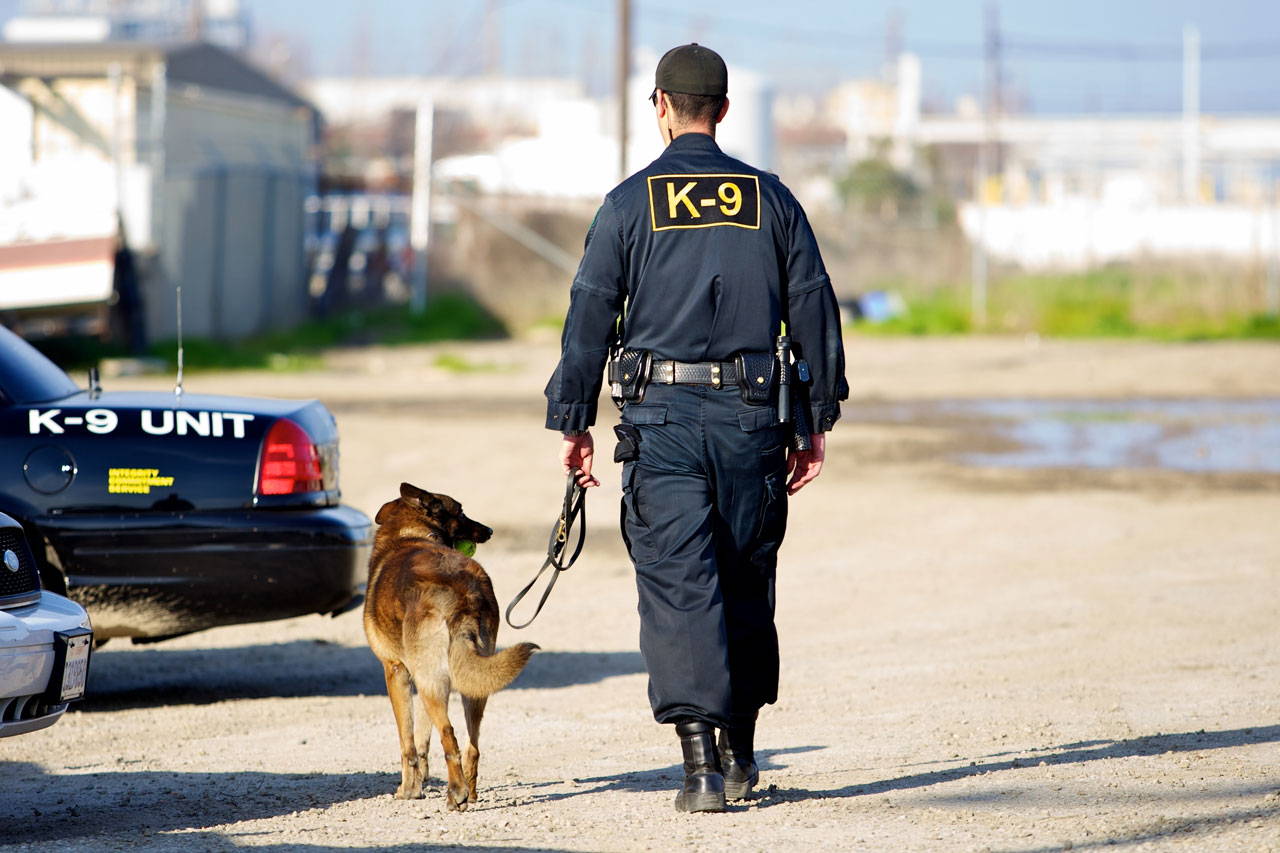 Police K9 units across the globe use E-Collars for training .
