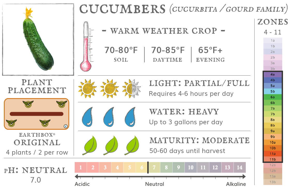 Cucumbers are a warm weather crop best grown in zones 4 to 11. They require 4-6 hours sun per day, up to 3 gallons of water per day, and take 50-60 days until harvest. Place 4 plants, 2 per row, in an EarthBox Original