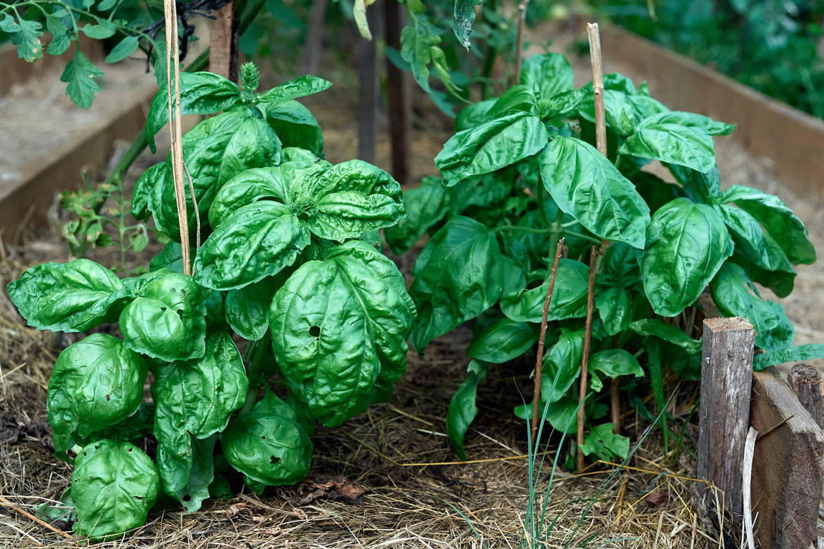 Basil plants growing in a garden bed