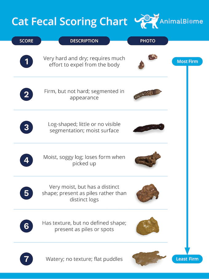 Cat Diarrhea What You Need To Know Animalbiome