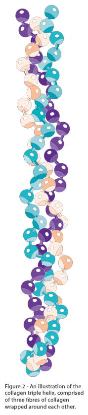 An Illustration Of The Collagen Triple Helix