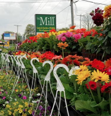 Spring flowers in front of The Mill's sign