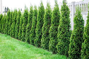 Row of Evergreen Trees and Shrubs