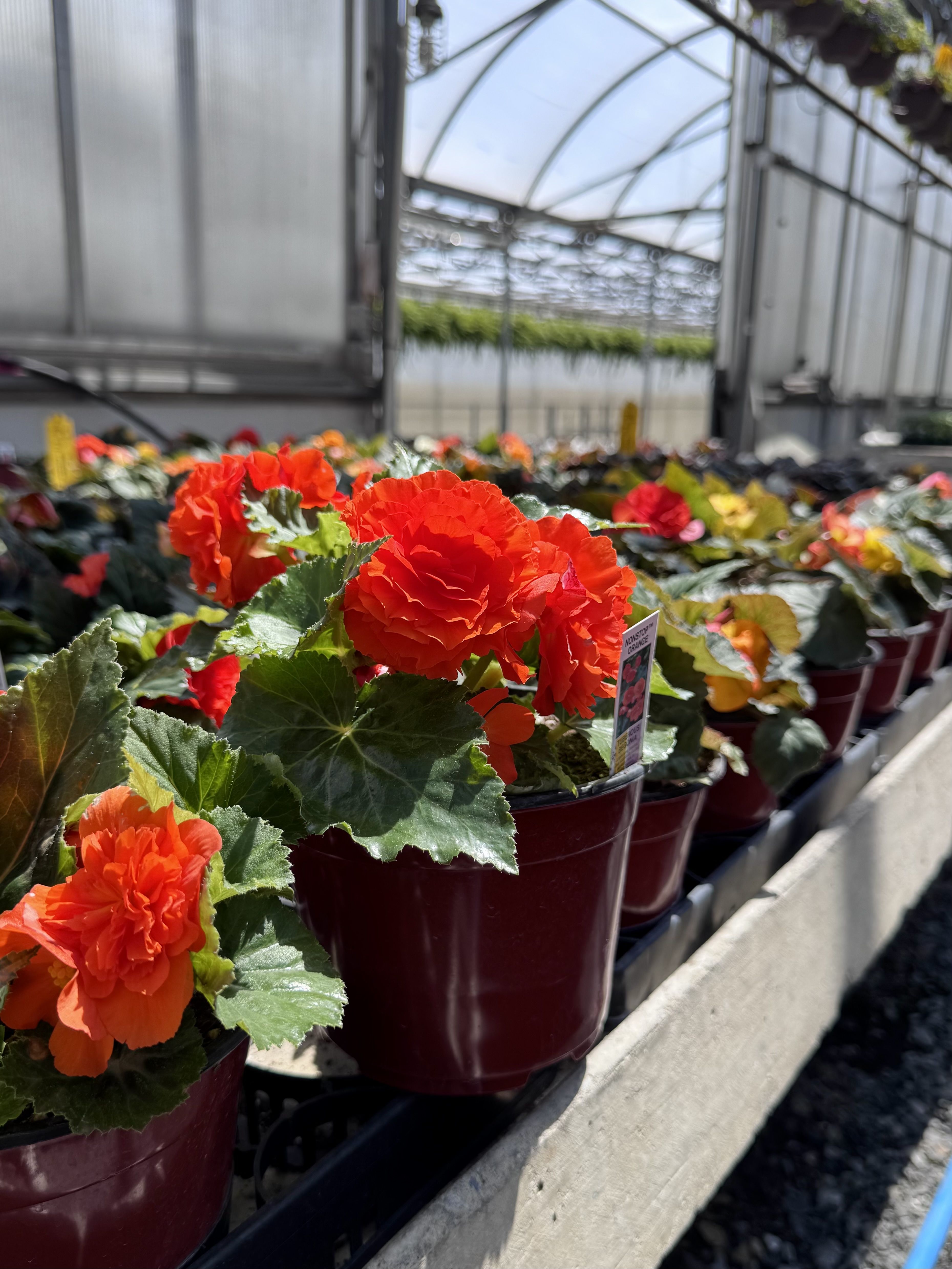 Potted flowers with vibrant red blooms in a greenhouse setting.