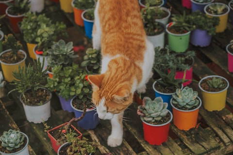 A healthy gut makes a healthy pet, sweet cat walking in plants