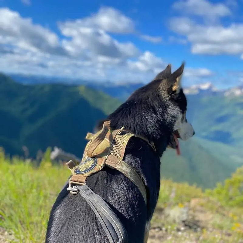 Dog wearing the Guardian Dog Harness on a mountain 