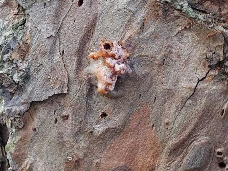 Pitch tube protruding from stem