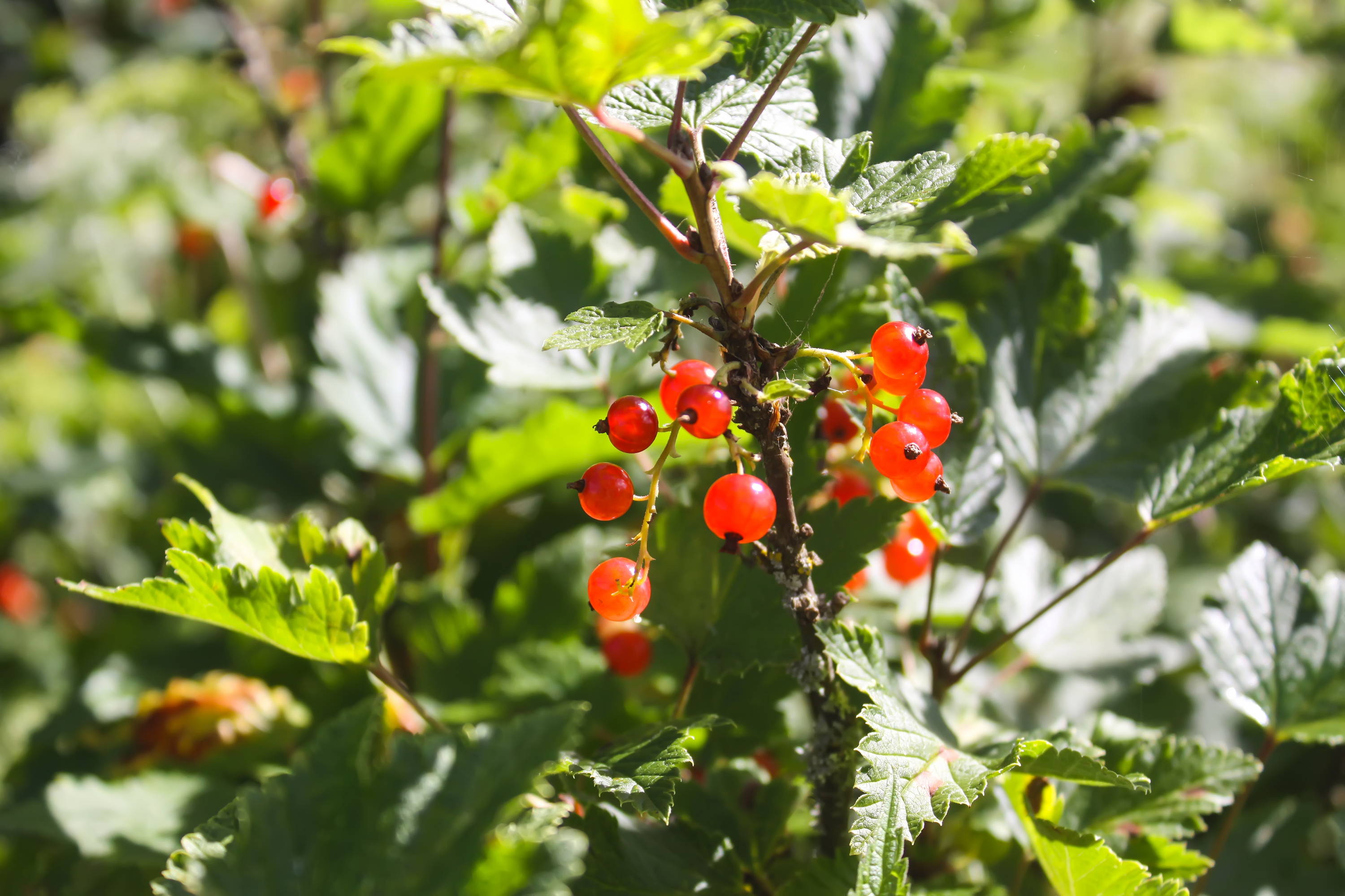 Northern Spice bush with red berries.