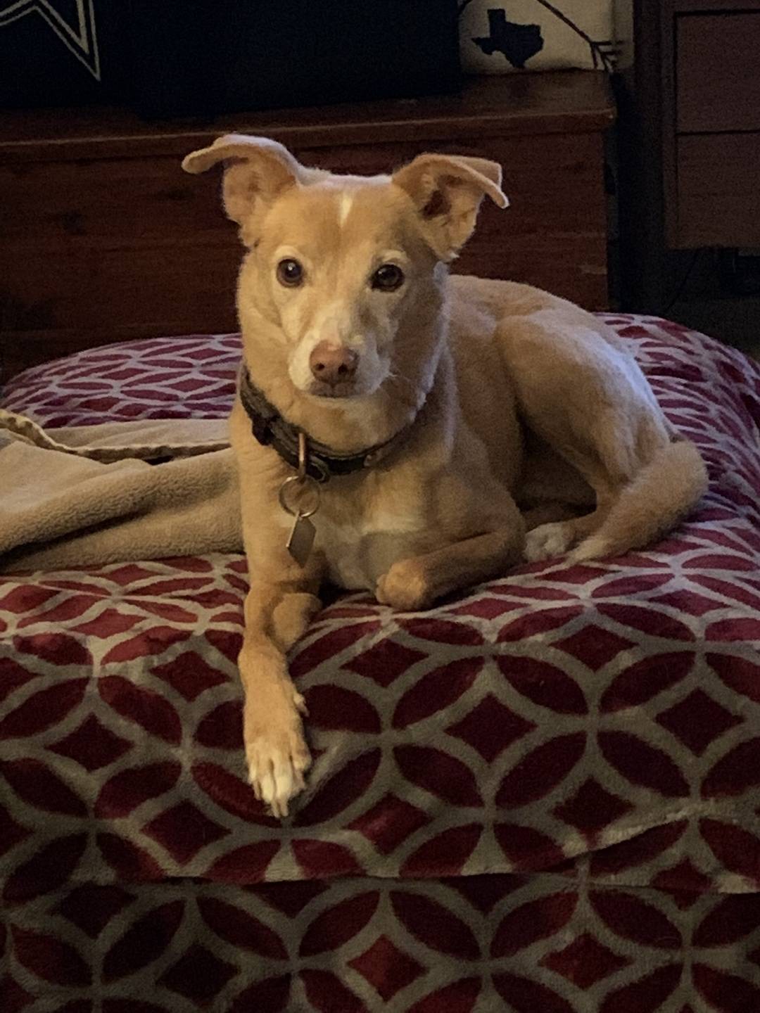 message from dog to dog mom