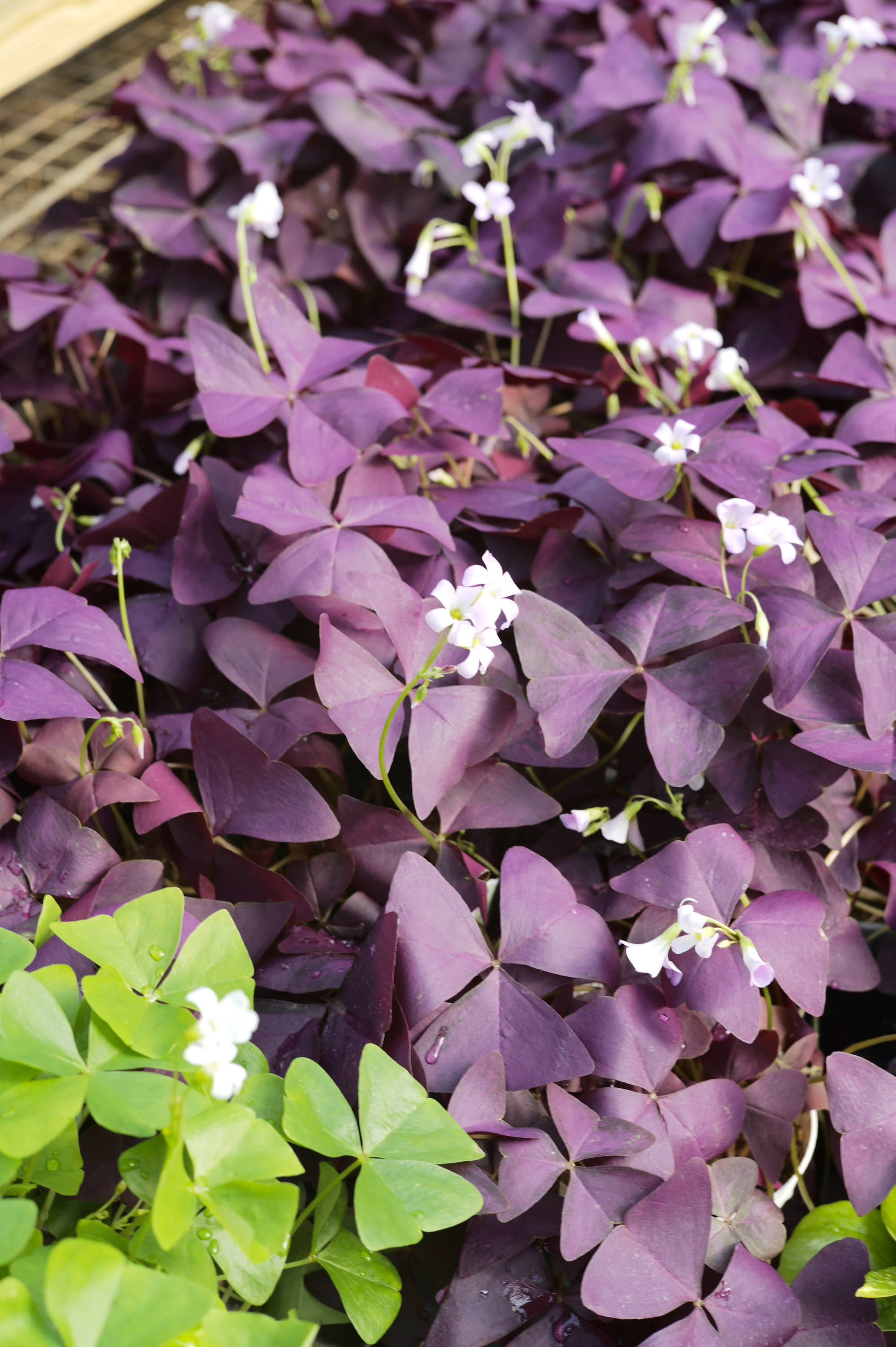 Oxalis triangularis