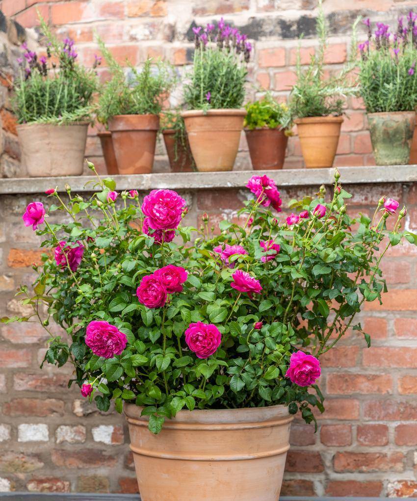 How to Grow Roses in Containers